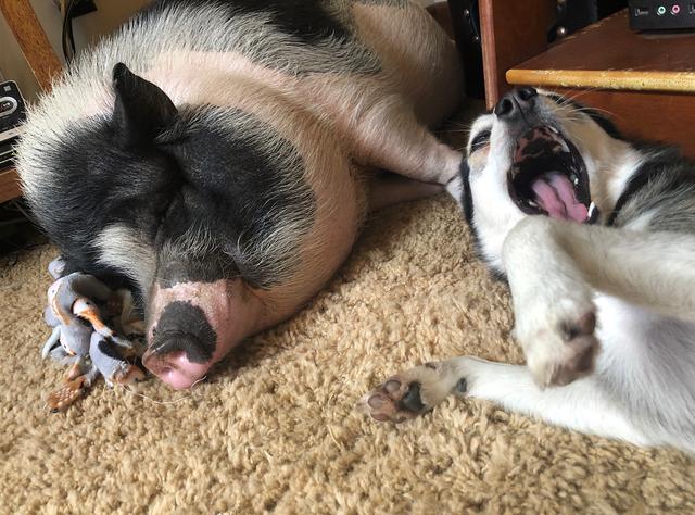 二哈干啥啥不行,撩完就跑第一名,猫和猪都气炸了