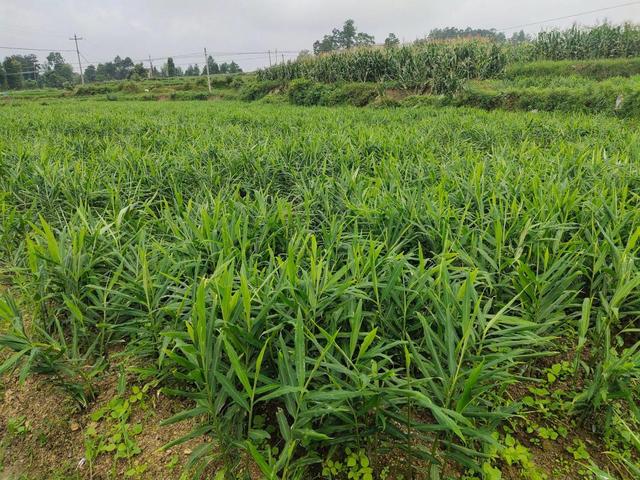 生姜找个脸盆种起来长出一大片嫩叶子真好看想吃随手挖一块