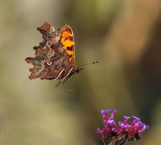 英国一摄影师3年捕捉17种蝴蝶飞行瞬间