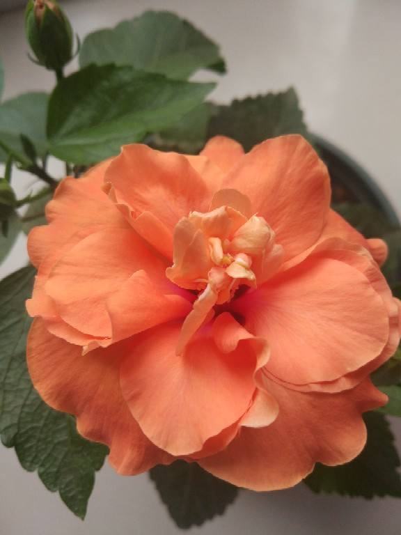 要点五:土壤和换盆花友们选择土壤的时候要用疏松,养分多的沙质土壤