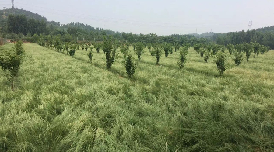 早在20世纪30年代乌克兰南部果园开始生草栽培方面的