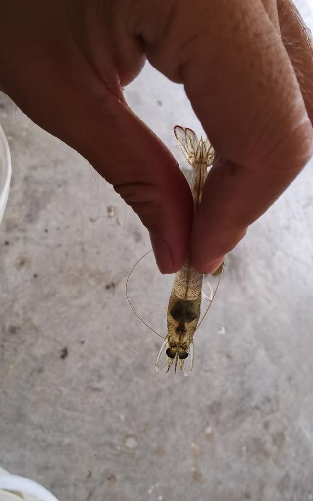 你真的了解虾须吗