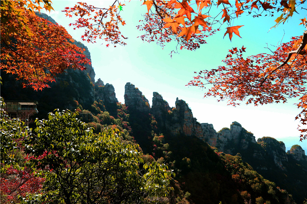 保定这座山是国家五a景区,秋季风景如画,仿佛来到了童话世界|红桦林