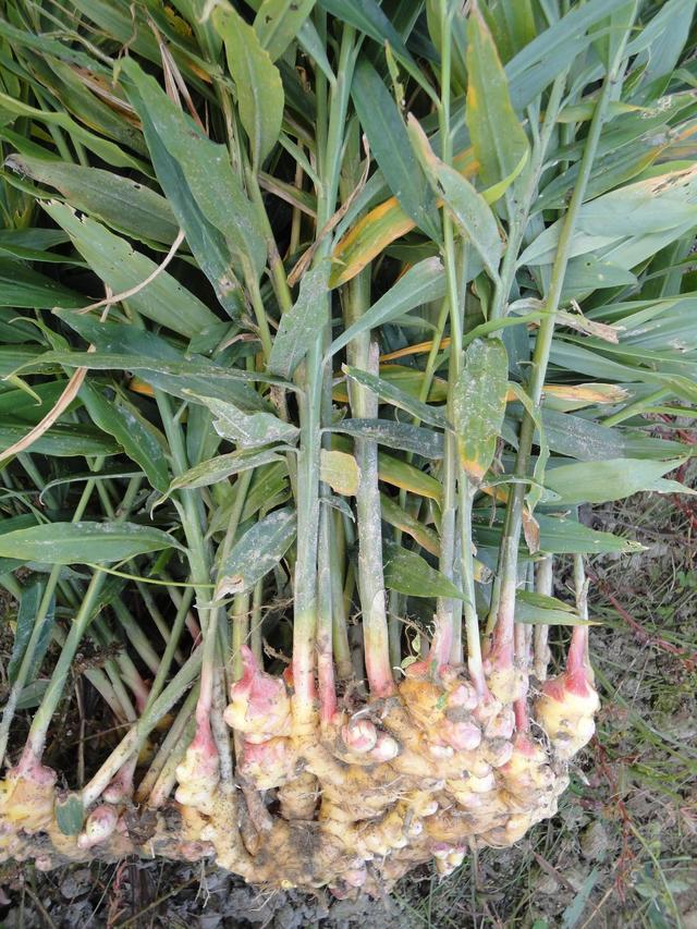 生姜找个脸盆种起来长出一大片嫩叶子真好看想吃随手挖一块