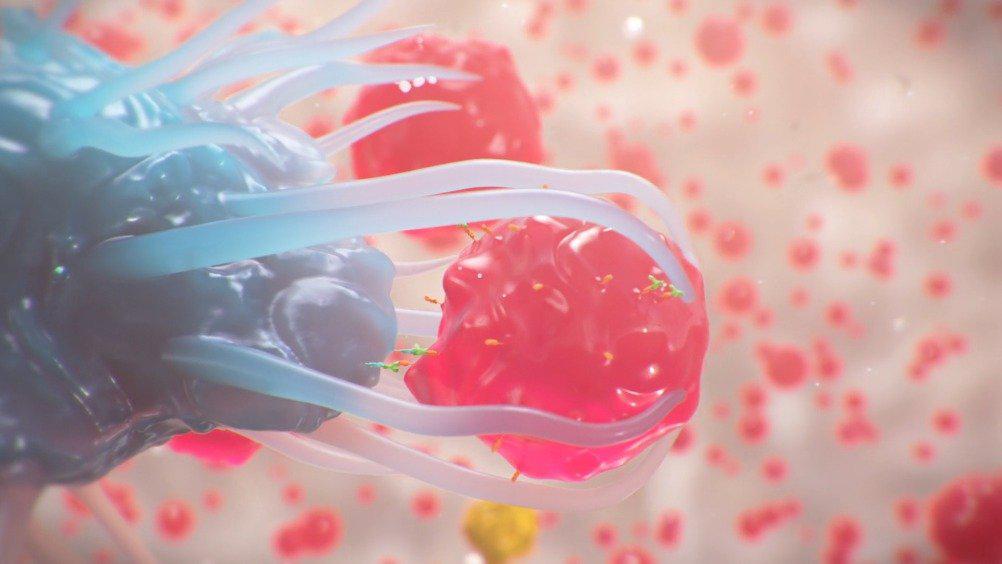 巨噬细胞吞噬肿瘤细胞!