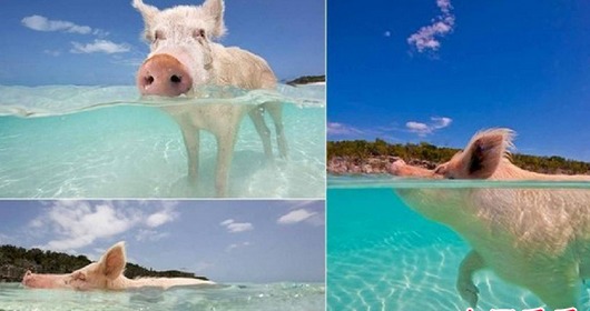 这岛屿因为有"猪"的存在而出名,如今真正的主人也是它们!