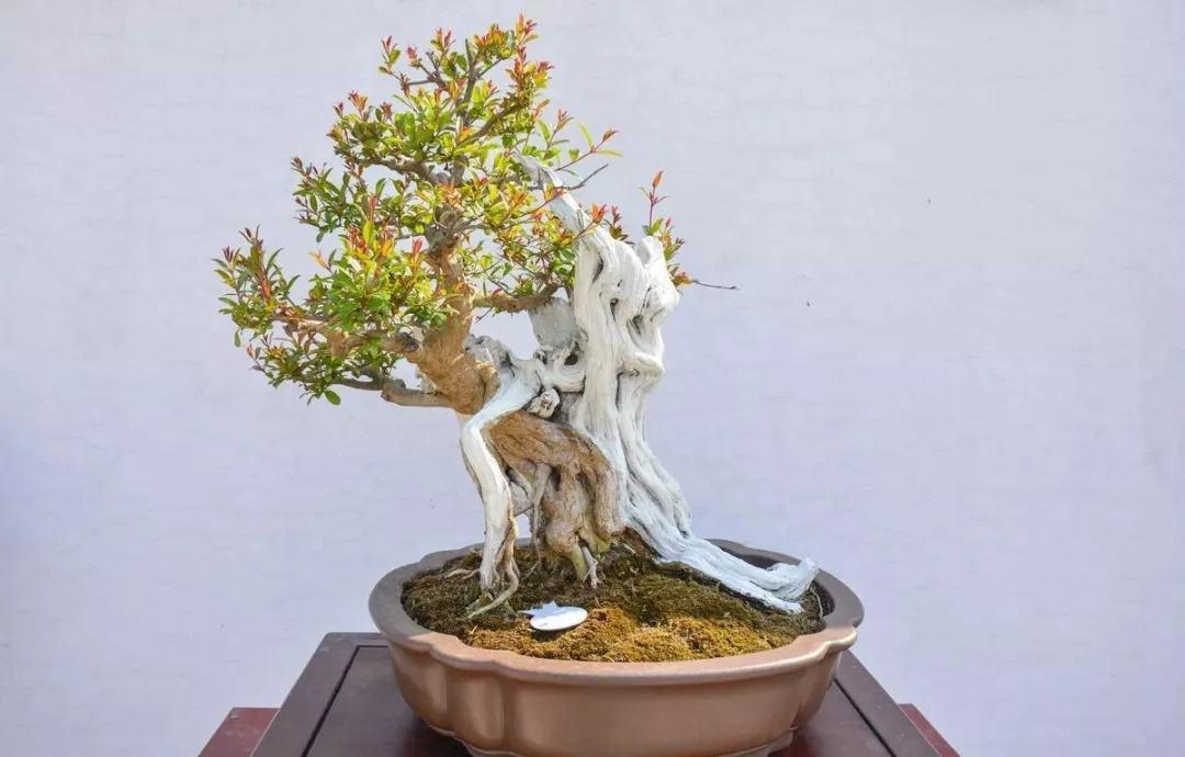 石榴盆景多子多福寓意好养开花价值更好你家养了吗