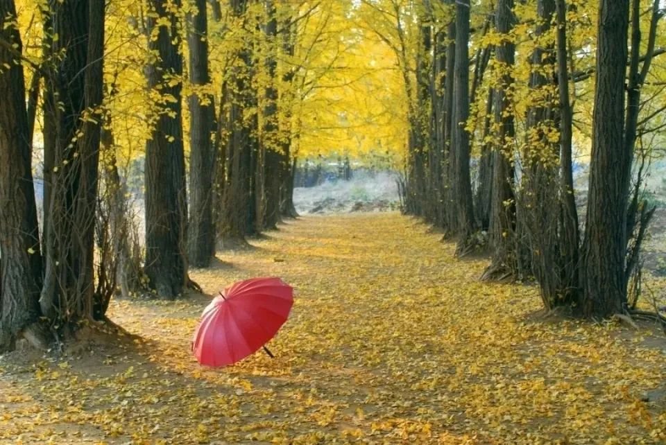 唯美秋色照片怎么好看又耐看?