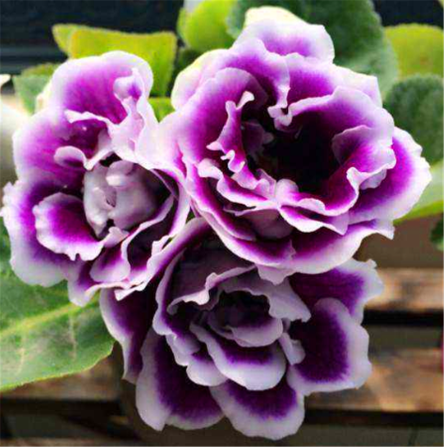 最美盆栽大岩桐,掌握4个要点,开花又大又多,1年开花6个月