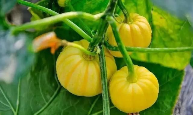 30秒将 南瓜栽培秘笈 谨记于心 轻松将南瓜盆栽在阳台上 南瓜 台友 盆栽 新浪新闻