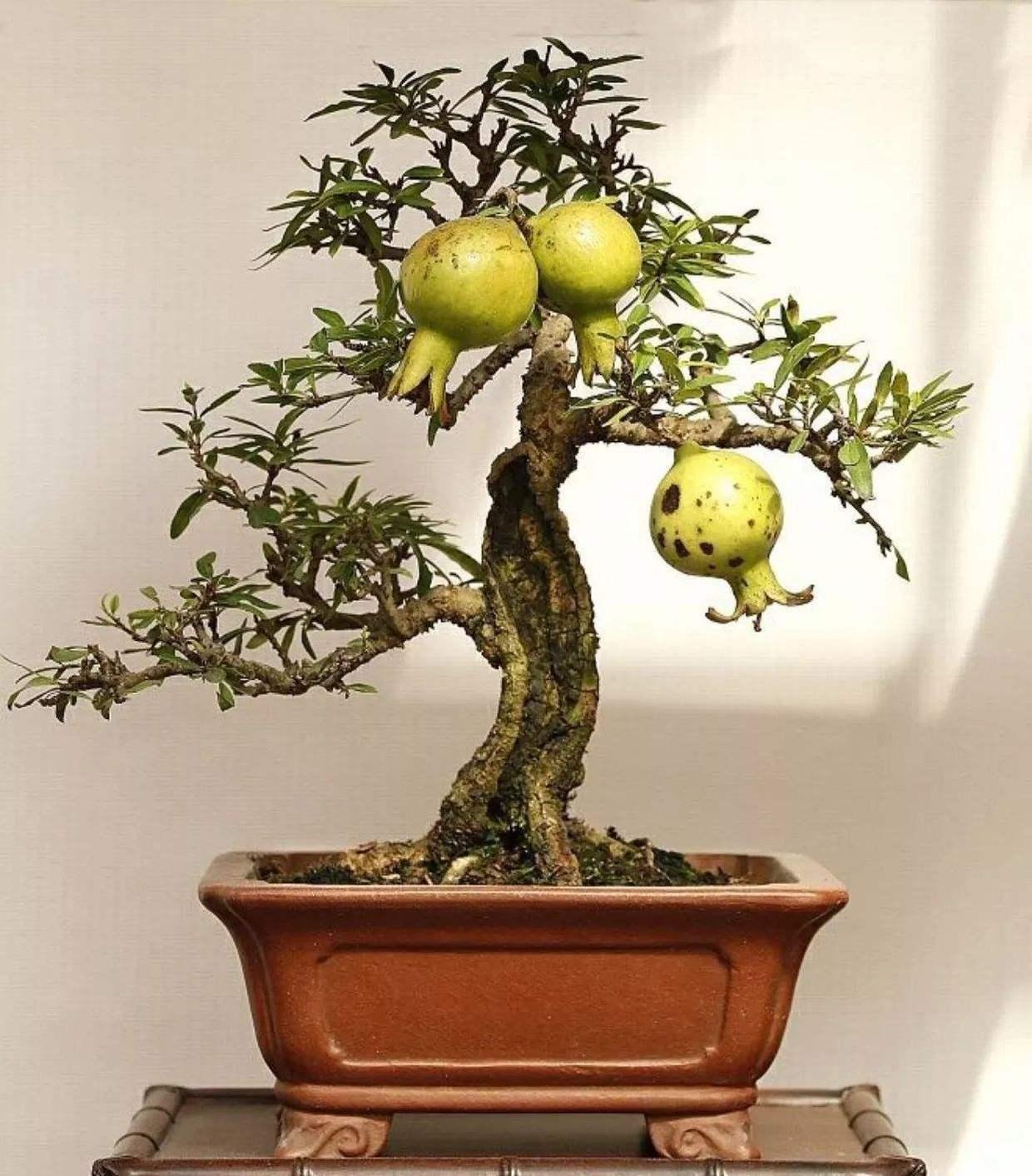 石榴盆景多子多福寓意好养开花价值更好你家养了吗