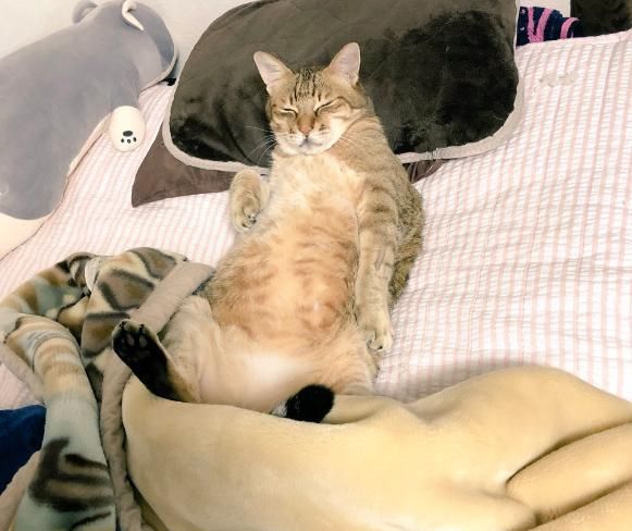 猫咪仰躺睡在床上像人类一样枕着枕头这是要进化了