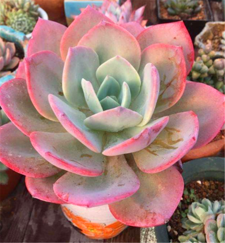 普货之王多肉白凤,秋天早做5件事,1盆变多盆,爆头上色变粉嫩