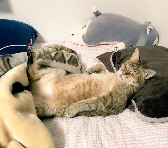 猫咪的睡姿竟然跟人类一模一样,只见猫咪四脚朝天仰躺着,它的脑袋还
