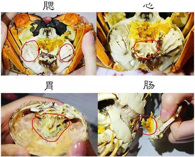 你真的会吃大闸蟹么?10步骤吃法简单易学,轻松搞定"蟹"礼
