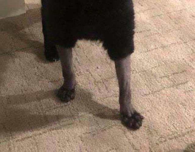 为了给猫做手术,把它腿上的毛发剃掉了,这是穿了裤衩还是t恤?