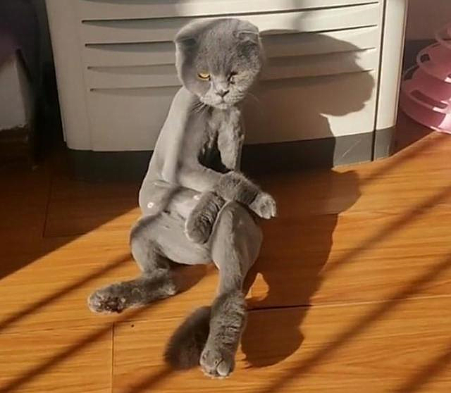 主人给猫咪剃光毛后,隔天再去看时心疼了:这是自闭了吗?