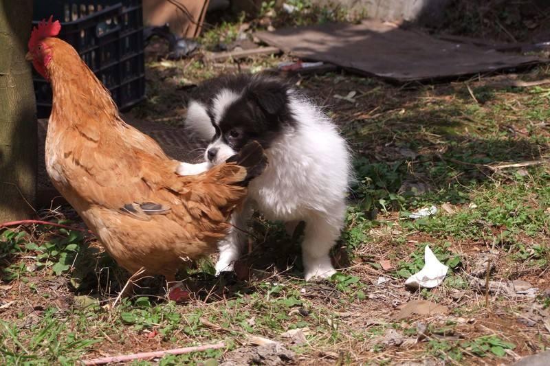 狗狗和鸡打完架后,发现鸡被主人宰了,它的反应把全家人都逗乐了