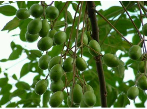 苦楝树在农村很常见,虽然苦楝子是一味中药材,但是在