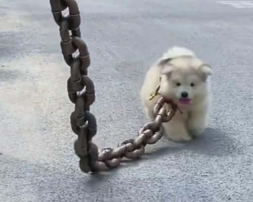 有人用粗铁链拴小奶狗,以为是虐待,凑近一瞧不知道该说啥了