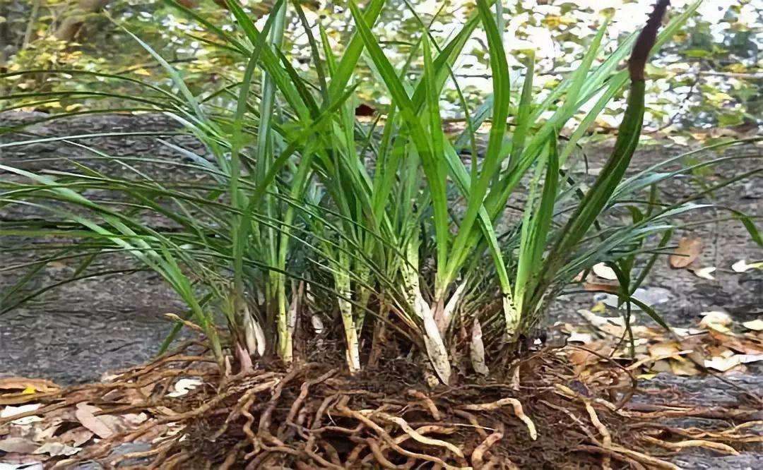 养鱼离不开水,养花先养根,根壮苗正开花多|植物|根茎|养花_新浪新闻