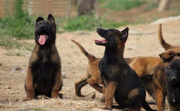 把挑选马犬幼犬的基本常识,分享给准备购买马犬幼犬的朋友们