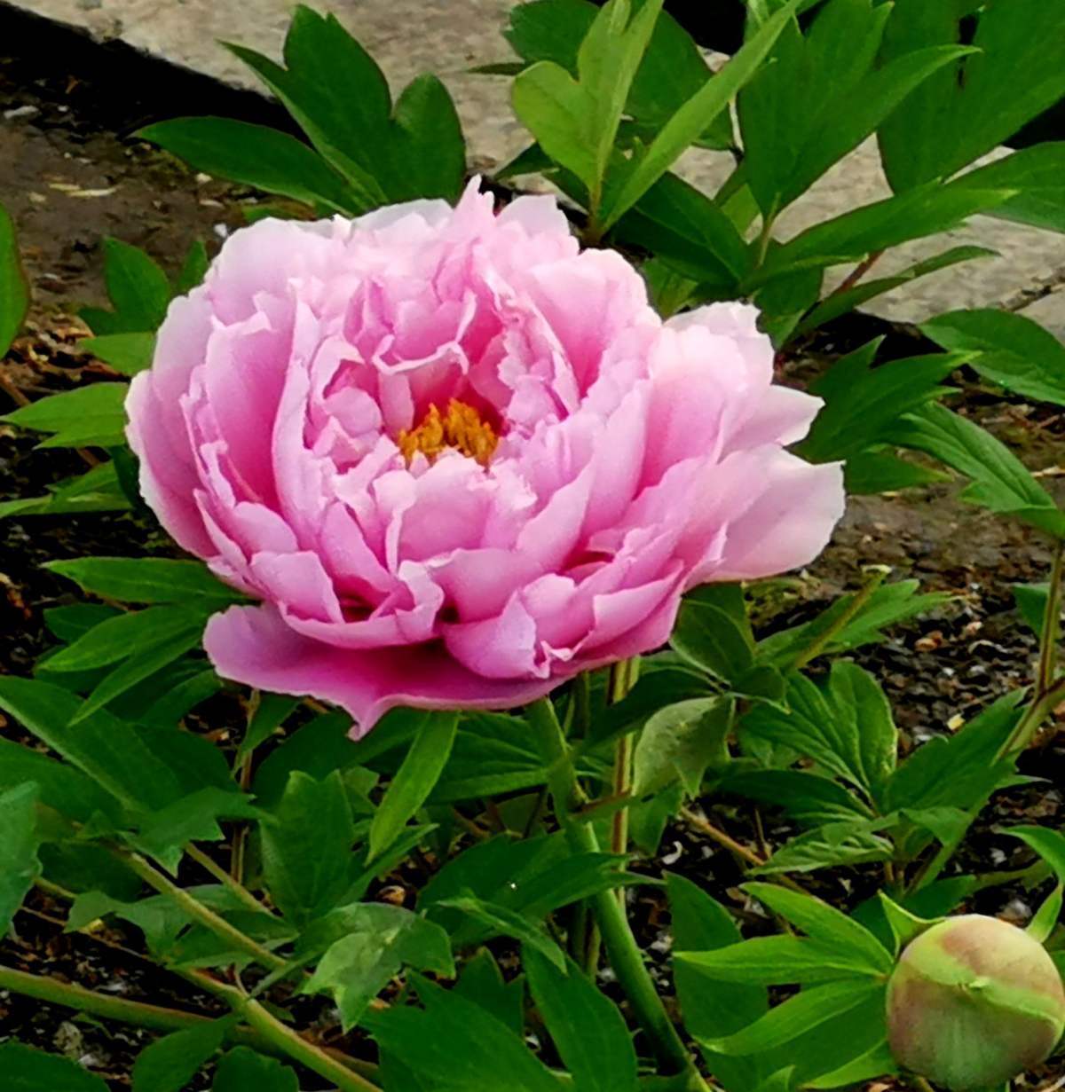 聪明人养牡丹,抓好秋天这一关,来年牡丹蹭蹭长!