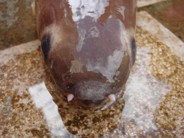 据说,这是一种叫做"溪滑"的怪异水生物,而且它的力气也非常大.