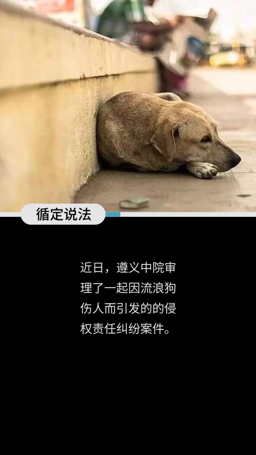 流浪狗撞人投喂者被判赔4万你的爱心也有风险