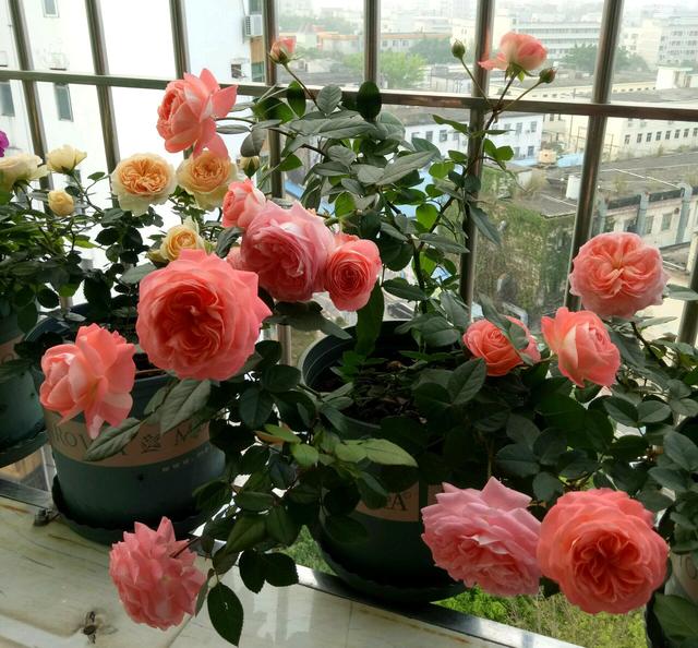 诺娃,近乎完美的盆栽月季,植株低矮,周年花开,很适合阳台族