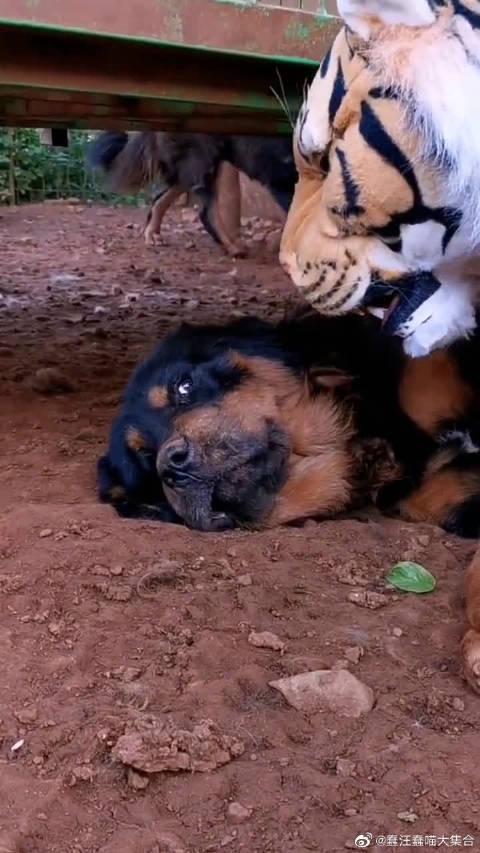 【哈尔滨市民煤气中毒 家中藏獒不让120进去施救致主人死亡】哈尔滨一