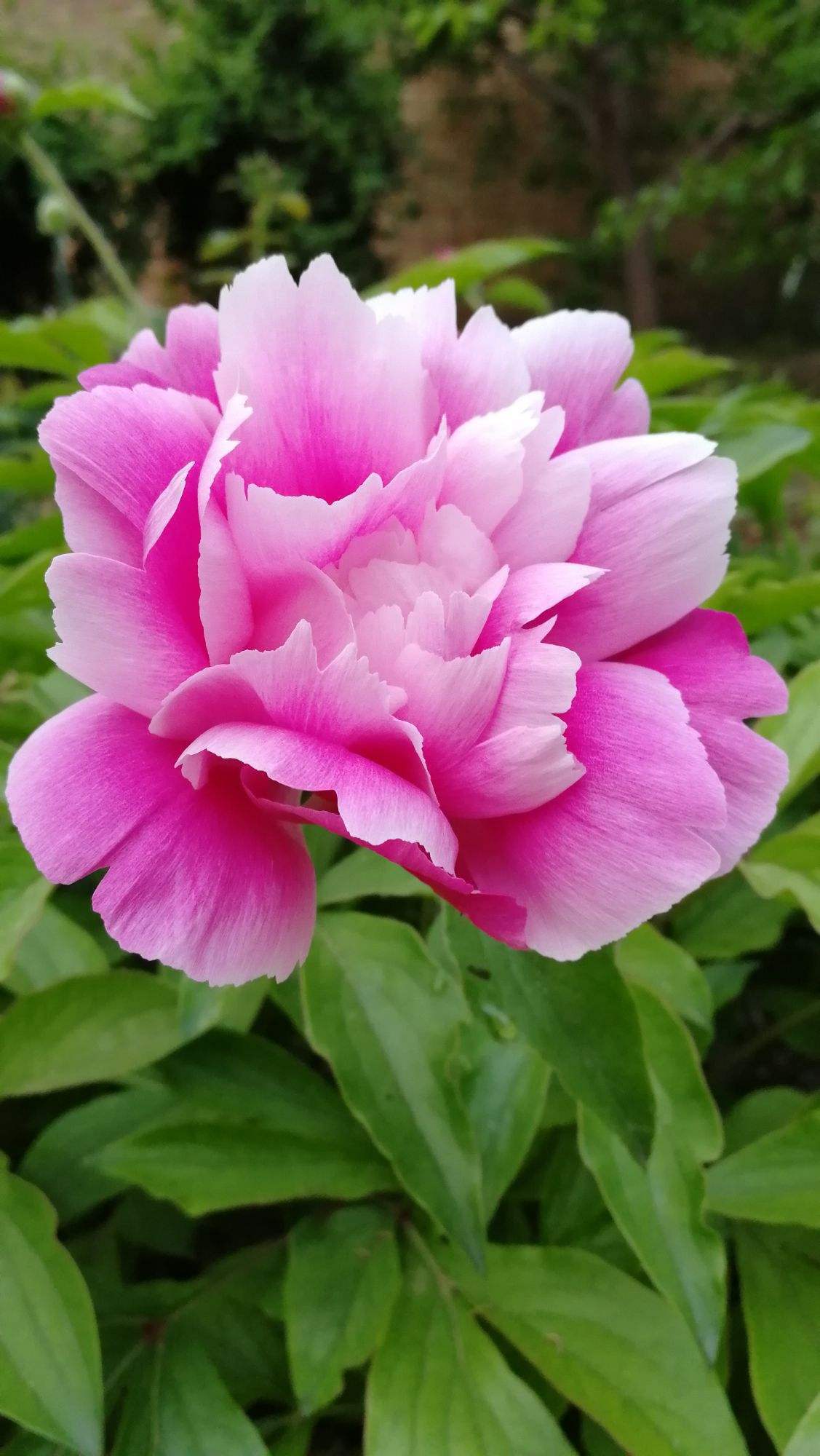 南方|牡丹|牡丹花_新浪新闻