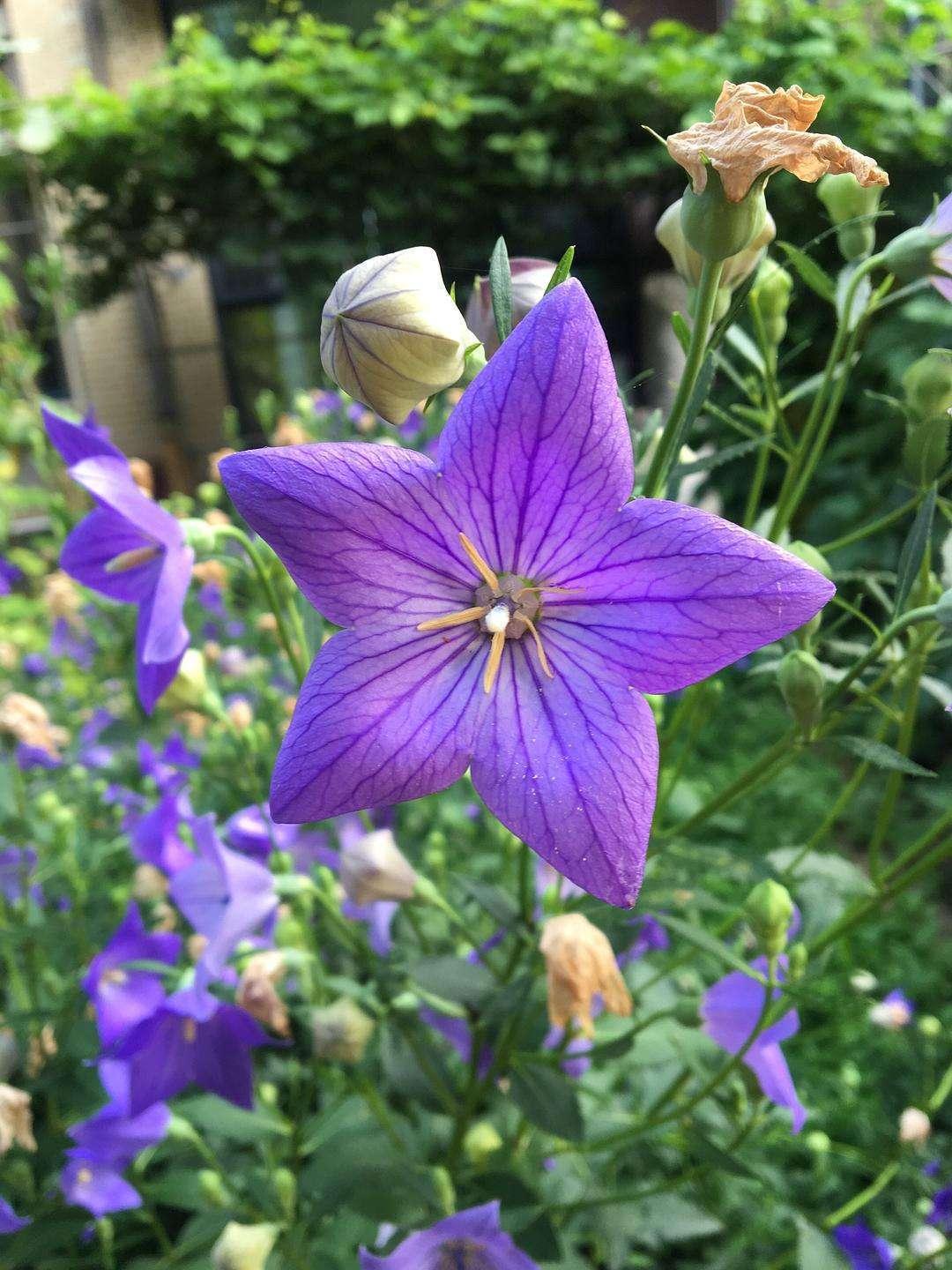 桔梗花为草本植株,生长的时候周围会长出许多小草,这就是同类生长原则