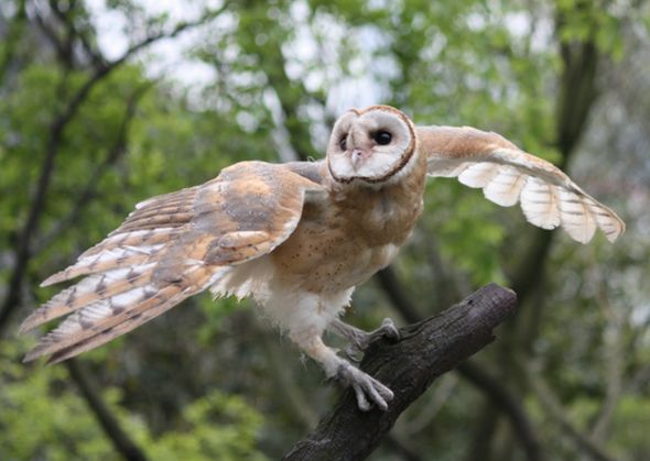 放生|猴面鹰|猴头_新浪新闻