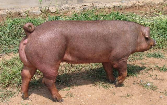 男子发现一强壮如牛的"猪",肌肉线条完美,随后却果断报了警?