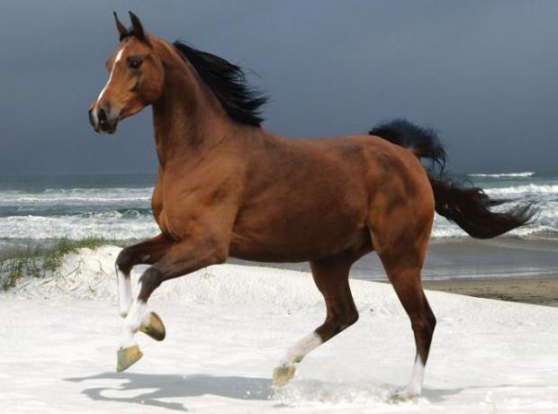 男马伶牙俐齿,女马伶牙俐齿.