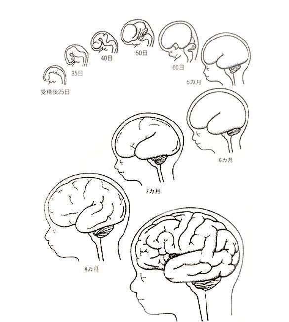 孕中期吃这三类食物,能让宝宝出生后更聪明,孕妇要注意补充休闲区蓝鸢梦想 - Www.slyday.coM