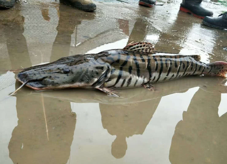 正文               家说这鱼是虎皮鸭嘴鲶,破坏力很大,很多国家禁止