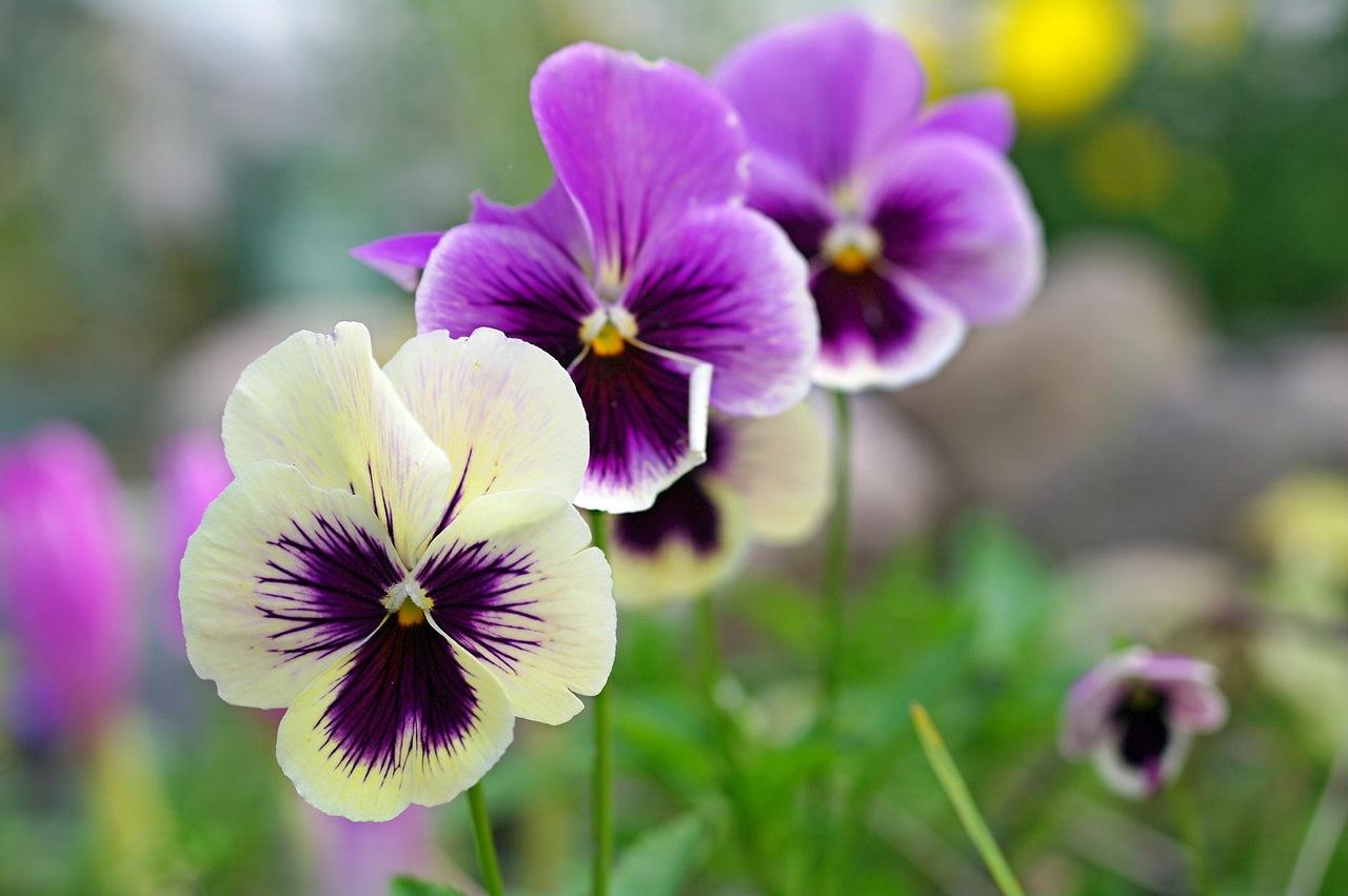 9月上旬缘分与桃花适可而止邂逅真爱迎接新爱情的四大生肖