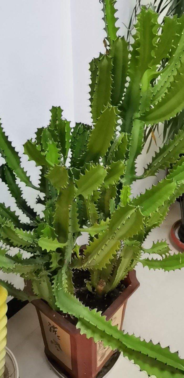 霸王鞭威武霸气一长就是五六米