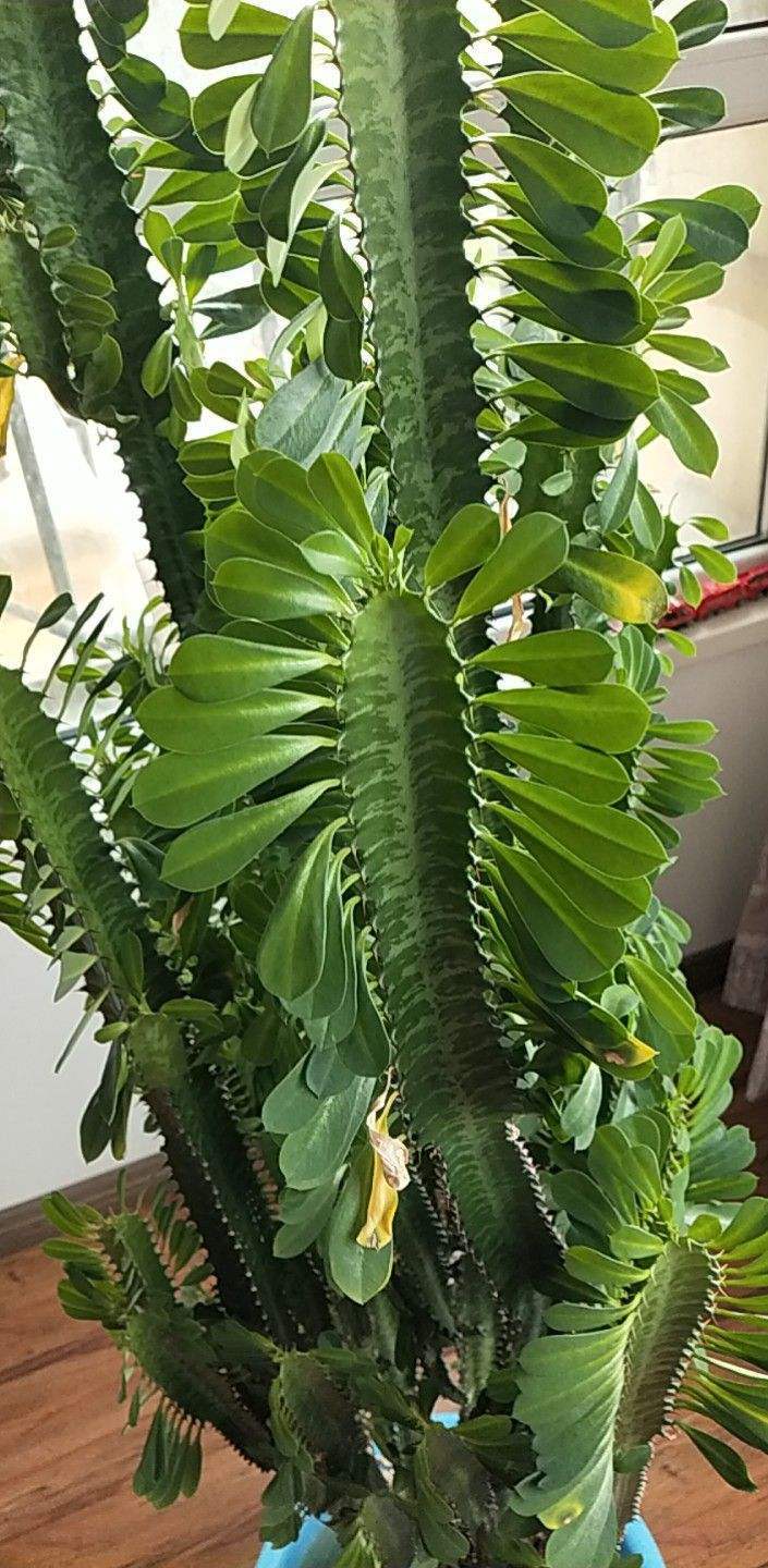 霸王鞭威武霸气一长就是五六米