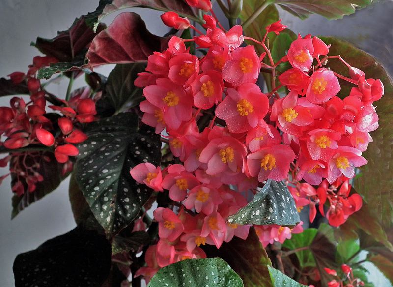 花卉植物银星秋海棠怎么养好?