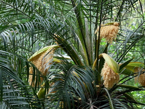 庭院植物软叶刺葵怎么养好