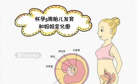 孕中期吃这三类食物,能让宝宝出生后更聪明,孕妇要注意补充休闲区蓝鸢梦想 - Www.slyday.coM