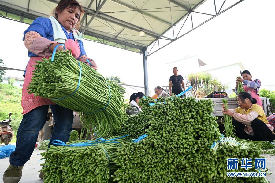 广西柳州智慧农业科技助力农产品丰收