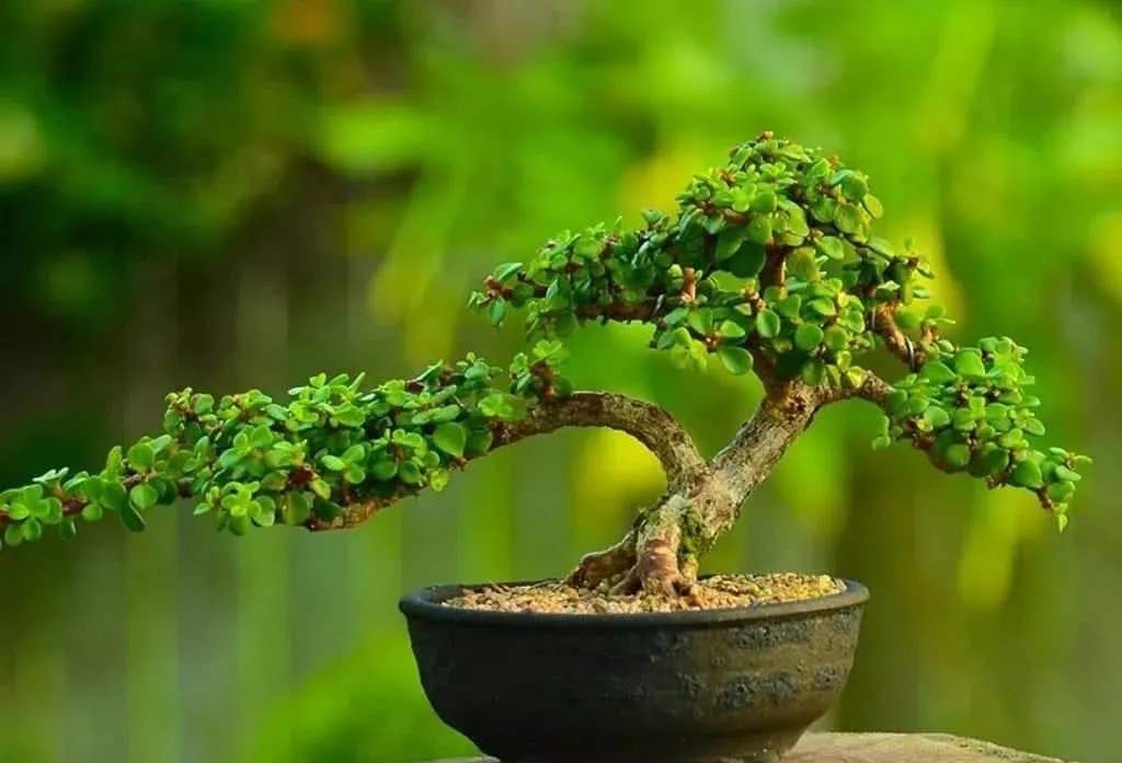 金枝玉叶很好养，一个枝能繁殖十棵，长根很快，迅速爆盆
