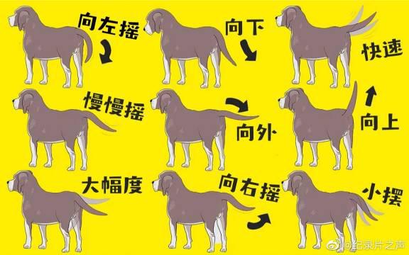 狗狗的这些动作看着好逗