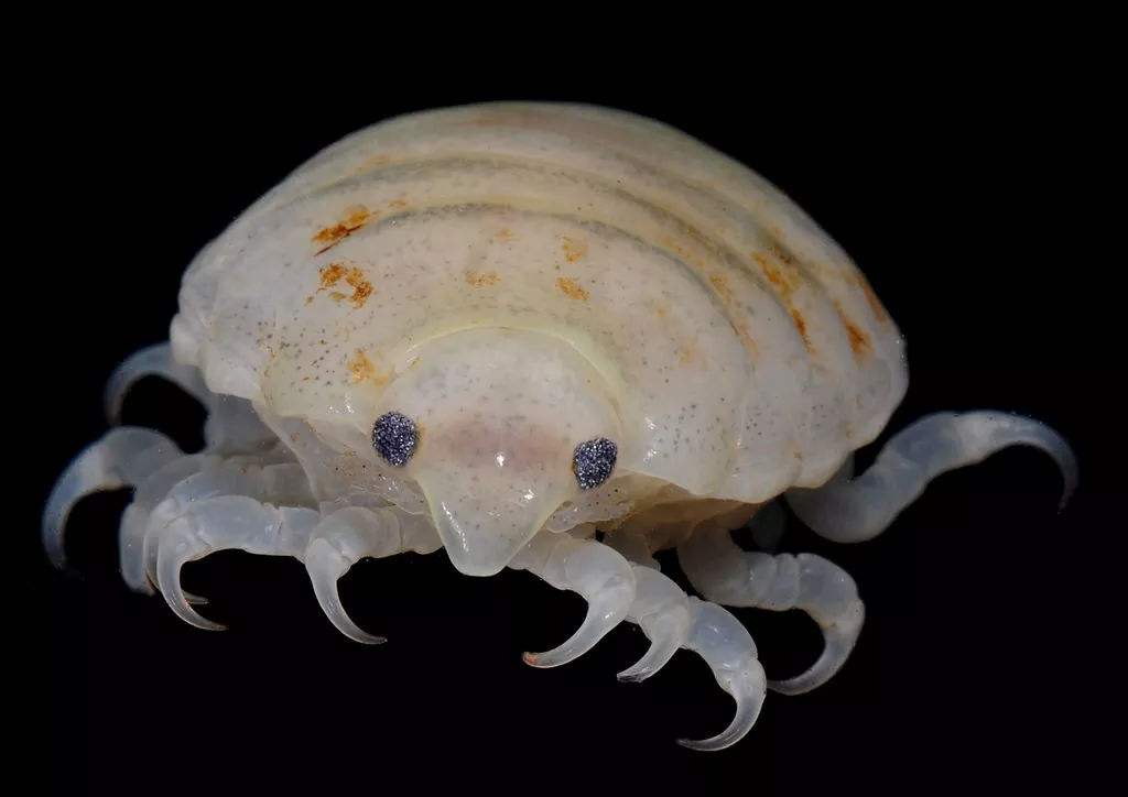 鲸鲨为何看不到大量的鲸虱类东西第六次生物大灭绝真的会来吗