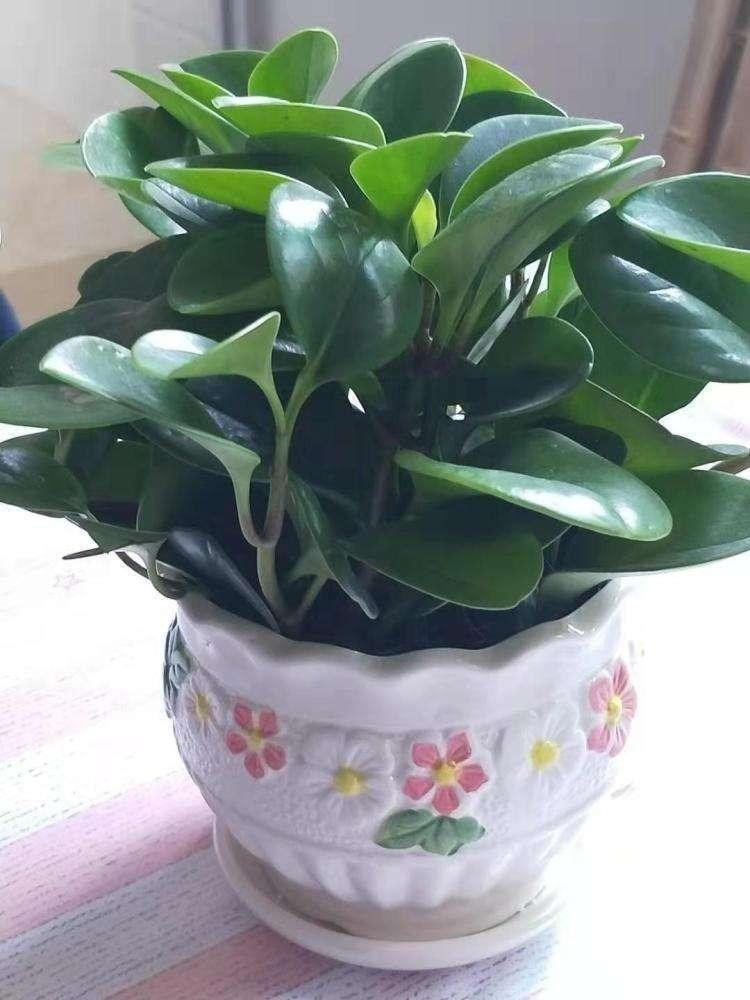 多学习多了解荷叶椒草才能养出肥大而好看的叶子