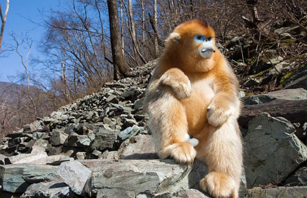 土猴的主人财运不错,还会有少许的